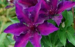 Fleuri Clematis - 1 Gallon Pot -Garden Plant Shop clematis fleuri 10