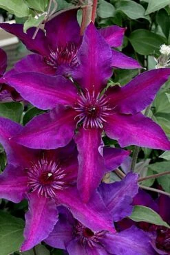 Fleuri Clematis - 1 Gallon Pot -Garden Plant Shop clematis fleuri 11