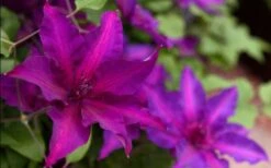 Fleuri Clematis - 1 Gallon Pot -Garden Plant Shop clematis fleuri 19