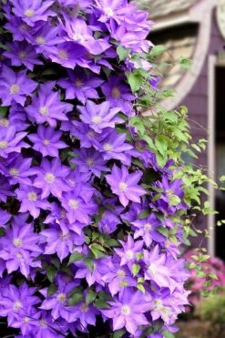 General Sikorski Clematis - 1 Gallon Pot -Garden Plant Shop clematis general sikorski 11