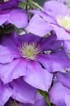 General Sikorski Clematis - 1 Gallon Pot -Garden Plant Shop clematis general sikorski 6