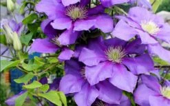 General Sikorski Clematis - 1 Gallon Pot -Garden Plant Shop clematis general sikorski 9