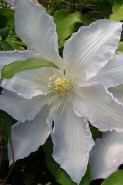 Gillian Blades Clematis - 1 Gallon Pot -Garden Plant Shop clematis gillian blades 5