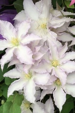Gillian Blades Clematis - 1 Gallon Pot -Garden Plant Shop clematis gillian blades 500x750 1