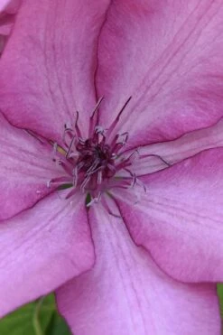 Giselle Clematis - 1 Gallon Pot -Garden Plant Shop clematis giselle 10