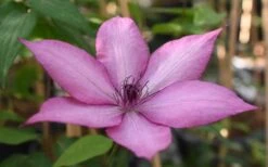Giselle Clematis - 1 Gallon Pot -Garden Plant Shop clematis giselle 11