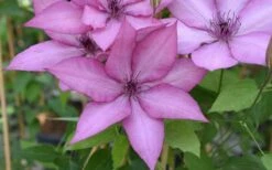 Giselle Clematis - 1 Gallon Pot -Garden Plant Shop clematis giselle 12
