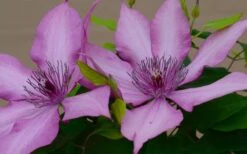 Giselle Clematis - 1 Gallon Pot -Garden Plant Shop clematis giselle 7