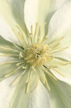 Guernsey Cream Clematis - 1 Gallon Pot -Garden Plant Shop clematis guernsey cream 1
