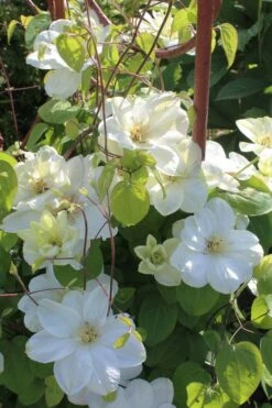 Guernsey Cream Clematis - 1 Gallon Pot -Garden Plant Shop clematis guernsey cream 3