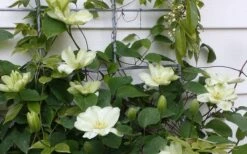Guernsey Cream Clematis - 1 Gallon Pot -Garden Plant Shop clematis guernsey cream 4
