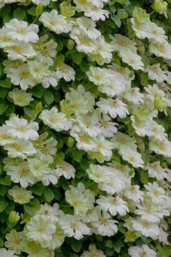 Guernsey Cream Clematis - 1 Gallon Pot -Garden Plant Shop clematis guernsey cream 5