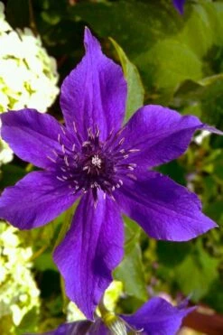 Guiding Promise Clematis - 1 Gallon Pot -Garden Plant Shop clematis guiding promise 1