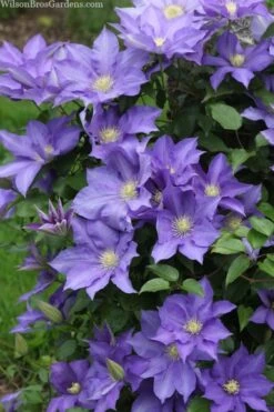 H. F. Young Clematis - 3 Gallon Pot -Garden Plant Shop clematis h f young 13 1