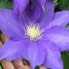 H. F. Young Clematis - 1 Gallon Pot
