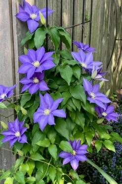 H. F. Young Clematis - 3 Gallon Pot -Garden Plant Shop clematis h f young 5 1