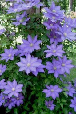 H. F. Young Clematis - 3 Gallon Pot -Garden Plant Shop clematis h f young 9 1