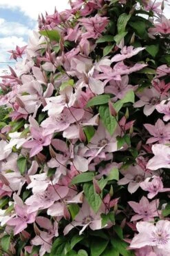 Hagley Hybrid Clematis - 1 Gallon Pot -Garden Plant Shop clematis hagley hybrid 11
