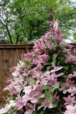 Hagley Hybrid Clematis - 1 Gallon Pot -Garden Plant Shop clematis hagley hybrid 12