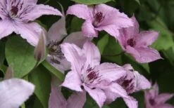 Hagley Hybrid Clematis - 1 Gallon Pot -Garden Plant Shop clematis hagley hybrid 13