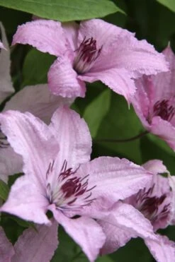 Hagley Hybrid Clematis - 1 Gallon Pot -Garden Plant Shop clematis hagley hybrid 14