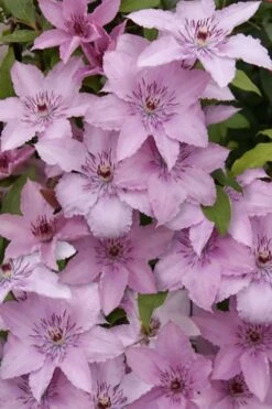Hagley Hybrid Clematis - 1 Gallon Pot -Garden Plant Shop clematis hagley hybrid 15