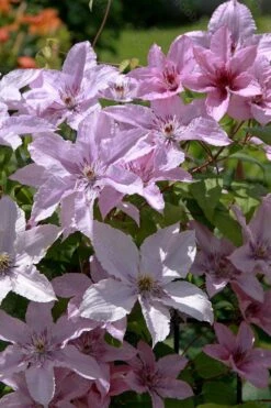 Hagley Hybrid Clematis - 1 Gallon Pot -Garden Plant Shop clematis hagley hybrid 18