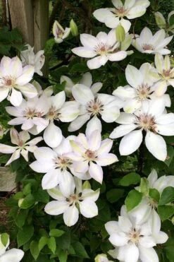 Henryi Clematis - 1 Gallon Pot -Garden Plant Shop clematis henryi 2