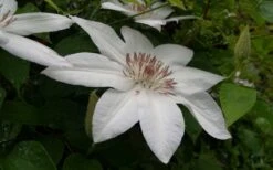 Henryi Clematis - 1 Gallon Pot -Garden Plant Shop clematis henryi 3