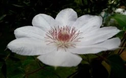 Henryi Clematis - 1 Gallon Pot -Garden Plant Shop clematis henryi 4