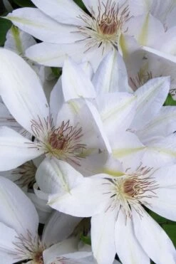 Henryi Clematis - 1 Gallon Pot -Garden Plant Shop clematis henryi 7