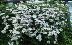 Huldine Clematis - 1 Gallon Pot -Garden Plant Shop clematis huldine 11