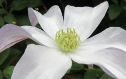 Huldine Clematis - 1 Gallon Pot -Garden Plant Shop clematis huldine 3
