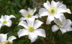 Huldine Clematis - 1 Gallon Pot -Garden Plant Shop clematis huldine 6