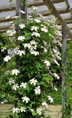 Huldine Clematis - 1 Gallon Pot -Garden Plant Shop clematis huldine 7jpg