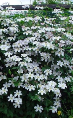 Huldine Clematis - 1 Gallon Pot -Garden Plant Shop clematis huldine 9