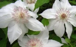 Hyde Hall Clematis - 1 Gallon Pot -Garden Plant Shop clematis hyde hall 1