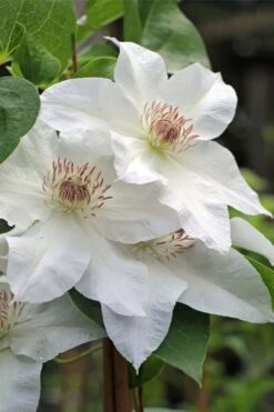 Hyde Hall Clematis - 1 Gallon Pot -Garden Plant Shop clematis hyde hall 4