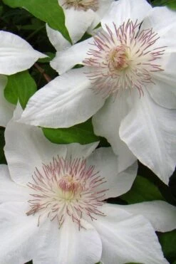 Hyde Hall Clematis - 1 Gallon Pot -Garden Plant Shop clematis hyde hall 5