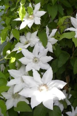 Hyde Hall Clematis - 1 Gallon Pot -Garden Plant Shop clematis hyde hall 6