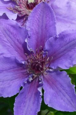 Ines Clematis - 1 Gallon Pot -Garden Plant Shop clematis ines 1