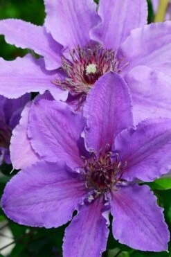 Ines Clematis - 1 Gallon Pot -Garden Plant Shop clematis ines 3