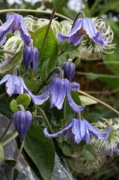 Clematis Integrifolia (Solitary Bush Clematis) - 1 Gallon Pot -Garden Plant Shop clematis integrifolia soiltary bush clematis 3