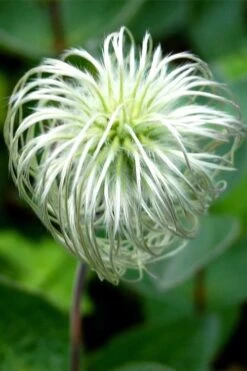 Clematis Integrifolia (Solitary Bush Clematis) - 1 Gallon Pot -Garden Plant Shop clematis integrifolia soiltary bush clematis 6