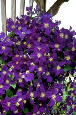 Jakmanii Purple Clematis - 1 Gallon Pot -Garden Plant Shop clematis jackmanii 5