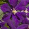 Jakmanii Purple Clematis - 1 Gallon Pot