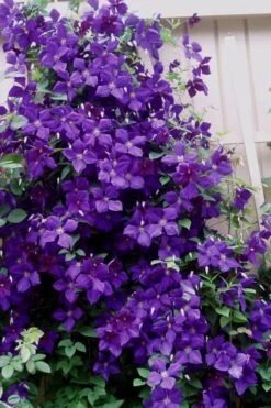 Jakmanii Purple Clematis - 1 Gallon Pot -Garden Plant Shop clematis jackmanii 9