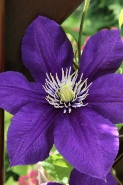 Jackmanii Superba Clematis - 1 Gallon Pot -Garden Plant Shop clematis jackmanii superba 5