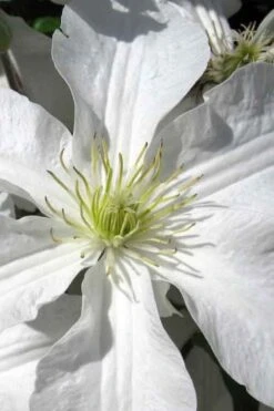 John Huxtable Clematis - 1 Gallon Pot -Garden Plant Shop clematis john huxtable 1