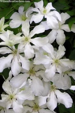 John Huxtable Clematis - 1 Gallon Pot -Garden Plant Shop clematis john huxtable 3